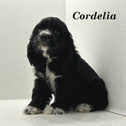 puppy, for, sale, Cocker Spaniel, Joe & Cherri  Overlease, dog, breeder, Miller, MO, dog-breeder, puppy-for-sale, forsale, nearby, find, puppyfind, locator, puppylocator, aca